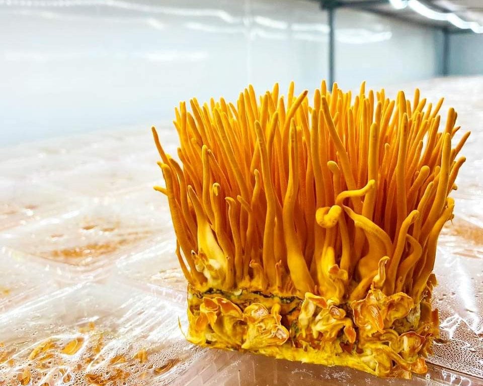 Đông Trùng Hạ Thảo