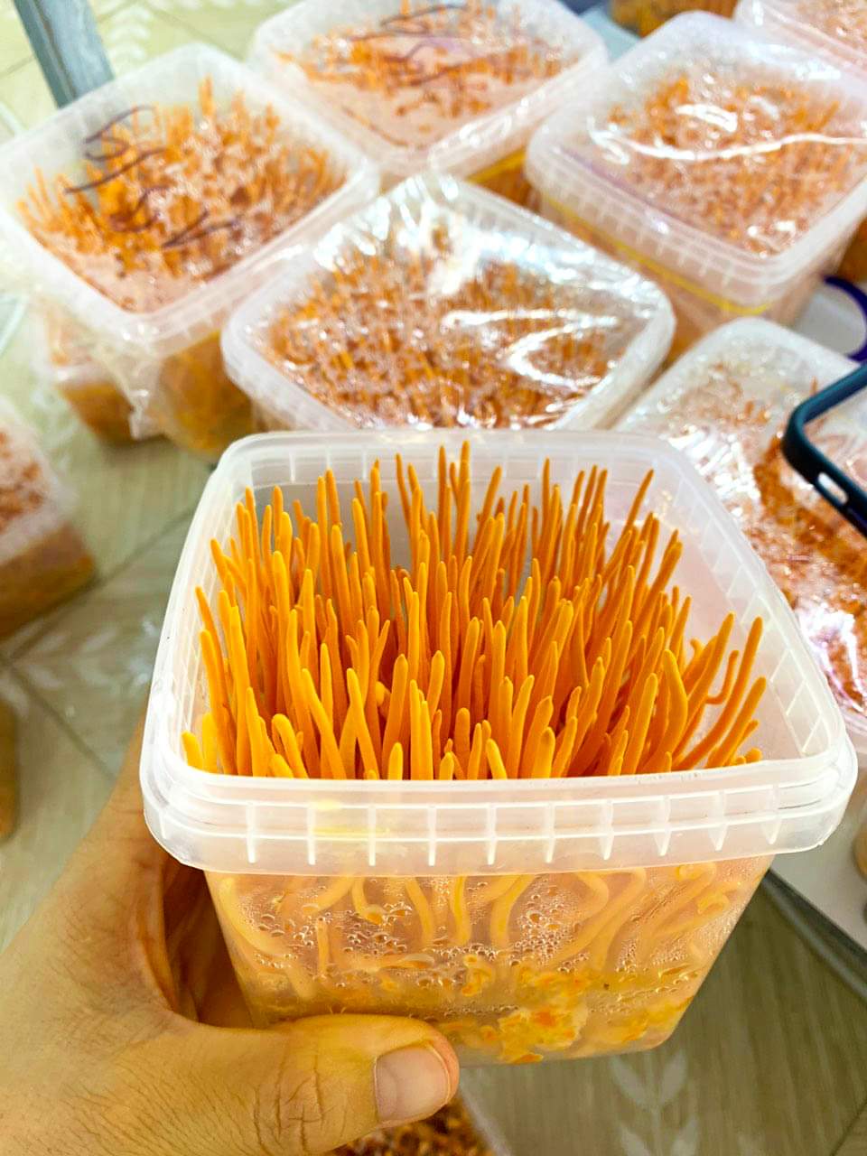 Đông Trùng Hạ Thảo tươi 200g